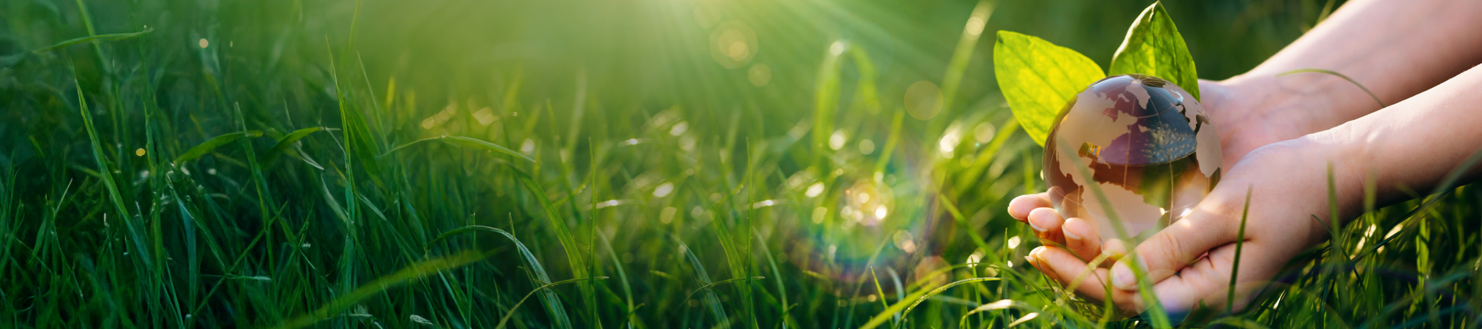 草原の中で両手が葉と地球儀を包み込むように支えている