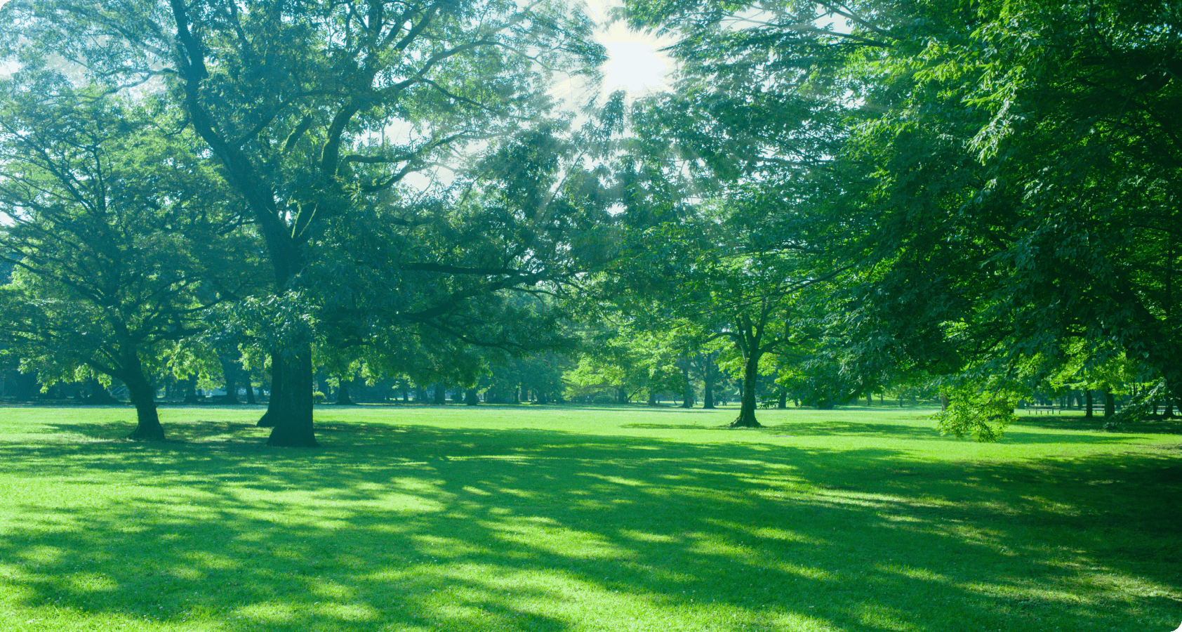 青空の下、木々に囲まれた広々とした芝生の公園に太陽の光が差し込む自然風景